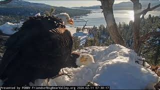 Shadow brings a twig FOBBV CAM Big Bear Bald Eagle Live Nest - Cam 1