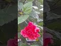 RAATAAN LAMBIYA LAMBIYA RE. LASTEST SENSATIONAL SONG. #hindisongs #beautifulnature #flowers