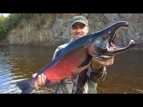 Видео: Монстры Сахалина. Рыбалка и приключения на таежной реке. Salmon fishing, monster fish. Часть 2