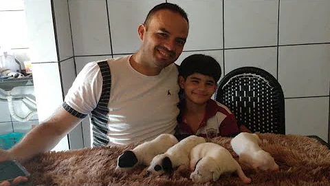 Quando aparecem as manchas do Dálmata?