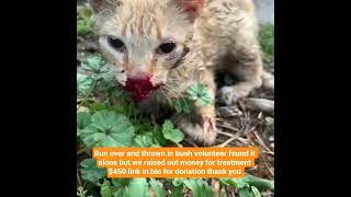 Run over and thrown in bush we need your help please to get treatment $450 link in bio for donation