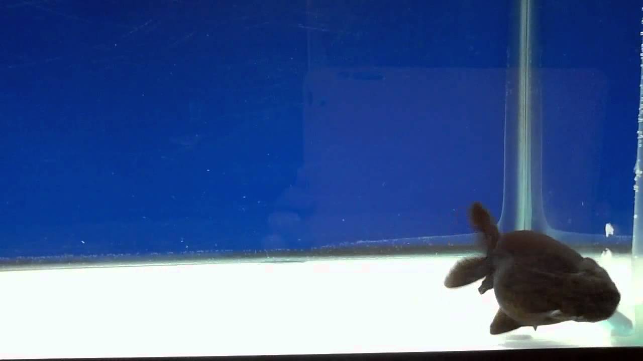 Chinese Black Ranchu Goldfish - Male - YouTube