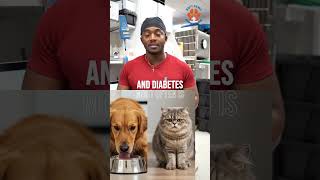 Diabetes in Pets: What Every Pet Parent Should Know 🐾🚨