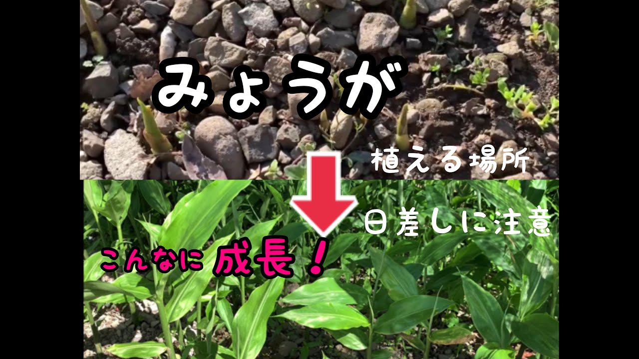 ミョウガの育て方 栽培 植える場所と日差しにも注意 家庭菜園 Youtube