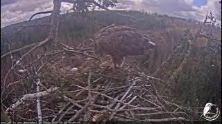 J E20210426 105830FemalePlucksChicksEats