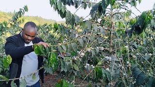 January Coffee Plant Management: Preparing for the Next Coffee Harvest. #coffeefarming
