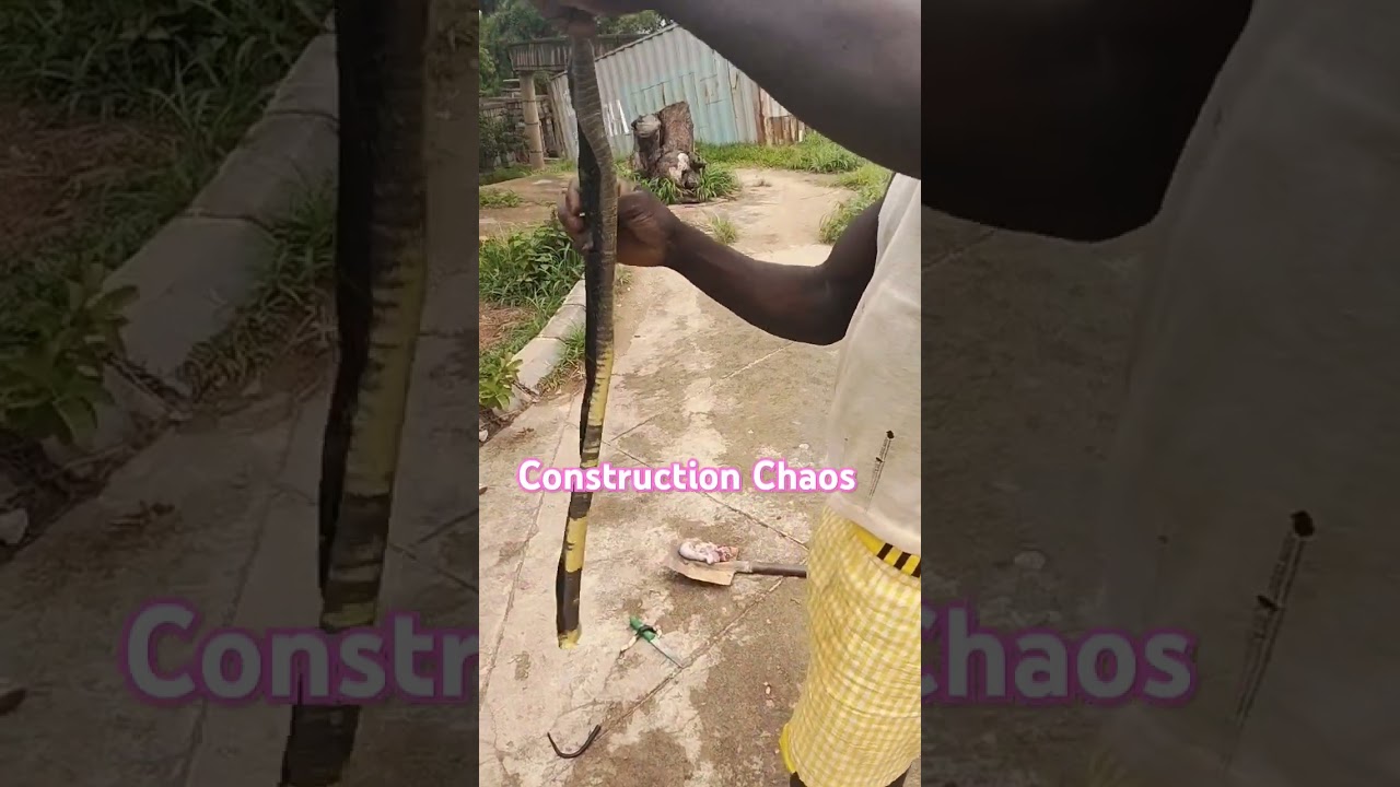 Snake Spotted On Site! You Won't Believe What Happened NEXT. #seo #constructionsite #sitework