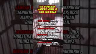 Download Lagu Settingan murai batu #muraibatu MP3