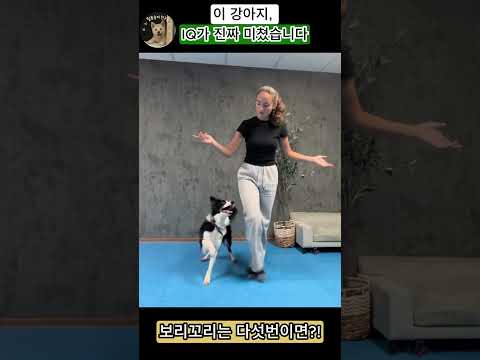 보리꼬리 IQ 진짜 미쳤잖아?! #bordercollie  #동물상식 #쇼츠 #신기한동물