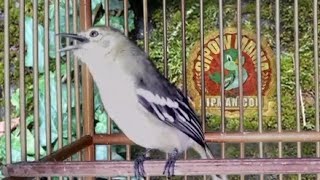 BUAT PERCAYA DIRI ‼️ SIRTU/CIPOW MUDA LANGSUNG BERANI BERSUARA DENGAR SIRTU NGETIR INI