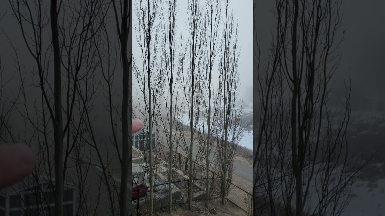 HEAVY FOG WOW HAVE YOU SEEN FOG THIS THICK? 