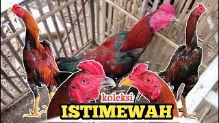New..‼️ Koleksi Ayam Super Ada Siapan Juga Tuan
