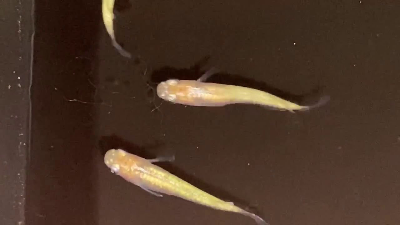 メダカの水族館 黄金百式 No 93 黄金百式 Youtube