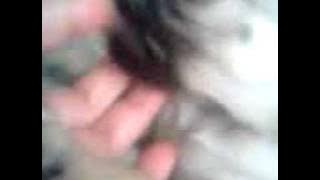 chiots wayaVidéo348pr isa.3gp