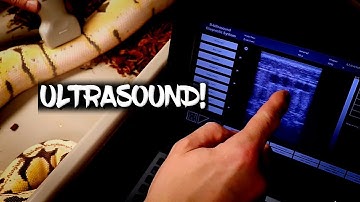 How to Ultrasound Ball Pythons