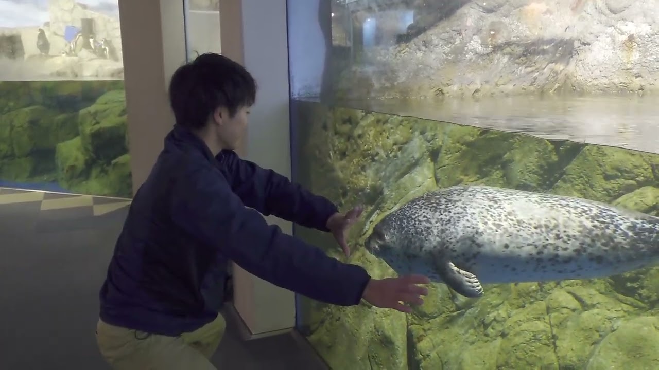 アザラシの新しい日課 Part 2！ | えのすいトリーター日誌 | 新江ノ島