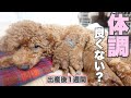 【出産後1週間】トイプードル出産後から体調が悪い母犬大丈夫?(トイプードルブリーダー)