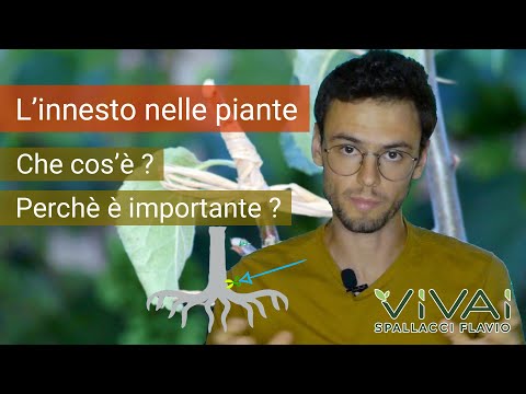 Video: In che modo l'arsenico influisce sulle piante?