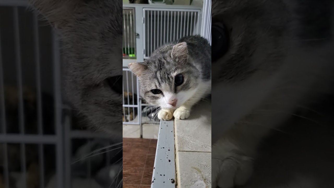 Авангард и другие котики 