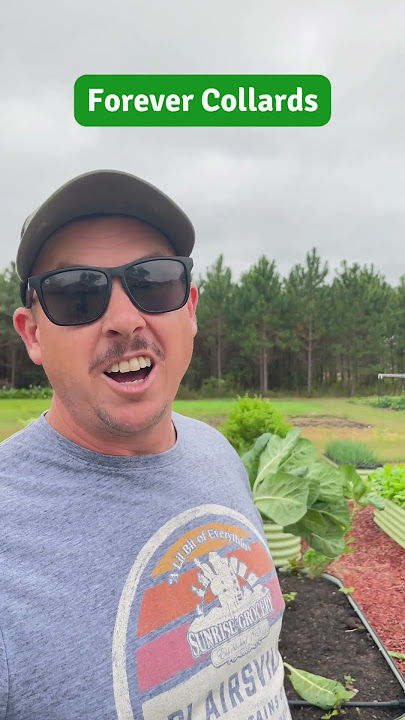 Growing “Forever” Greens! 🥬