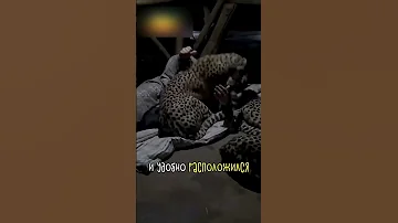 Гепарды + Человек = 💛