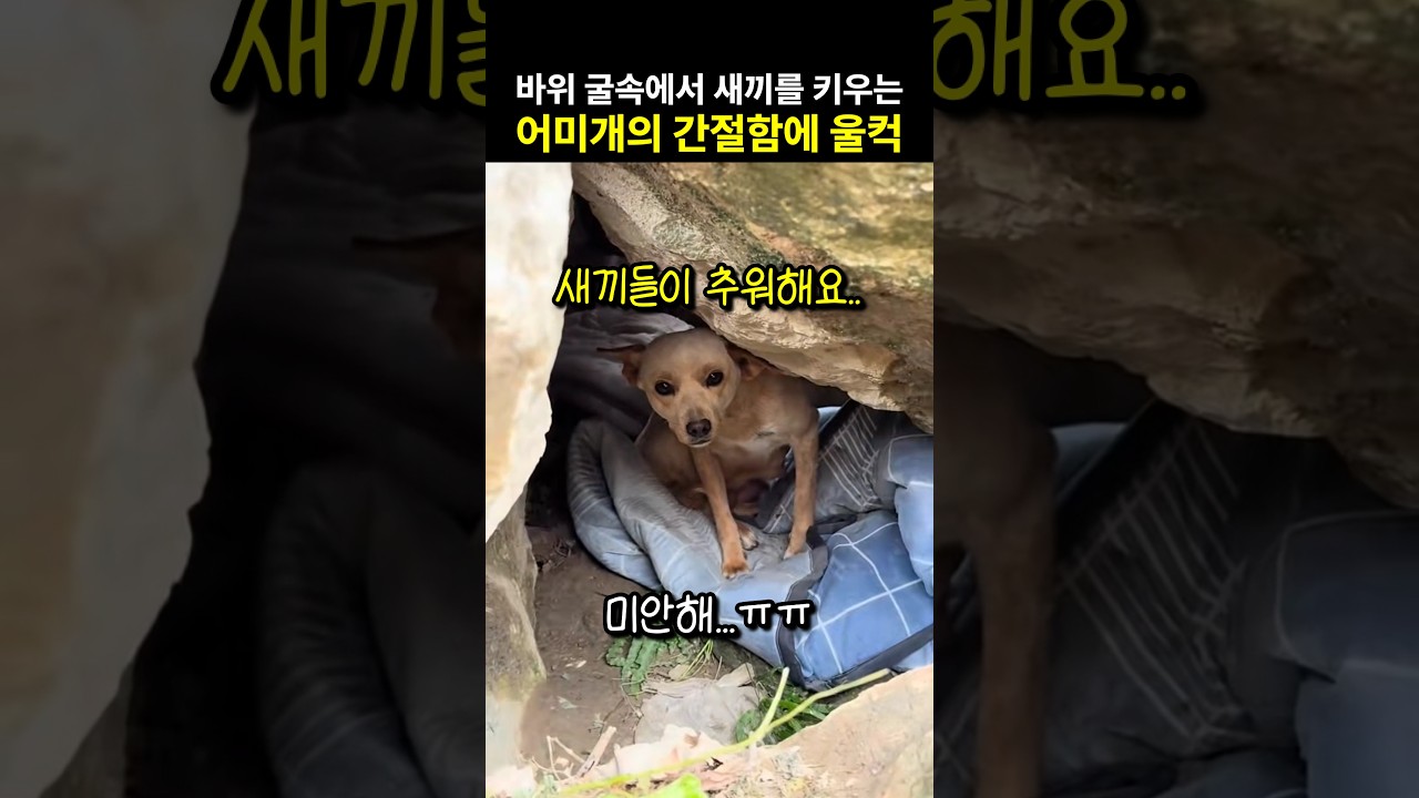 추위에 떨고 있는 새끼들이 걱정된 어미 개.. 간절함에 울컥..