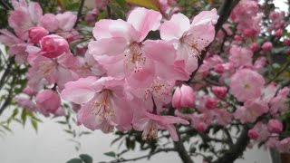 カイドウサクラ 海棠桜 Youtube