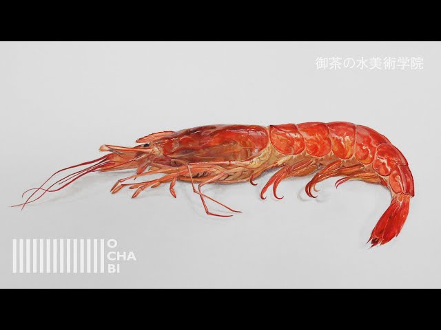 OCHABI_【2分じゃ物足りない】エビの描き方 - YouTube