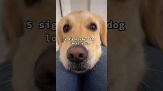 Download Lagu 5 signs your dog loves you #goldenretriever #puppy #dog #dogshorts MP3