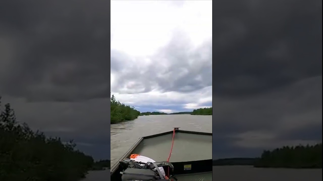 Epic Black Bear Encounter! #shorts