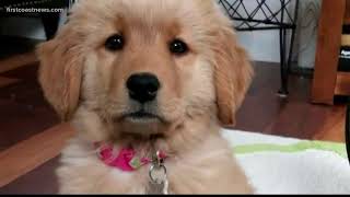 On Your Side: Warning to avoid online pet buying scam