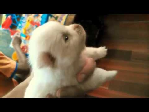 white chihuahua pomeranian mix