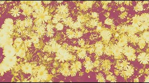 Dream On Daydreamer Official Video