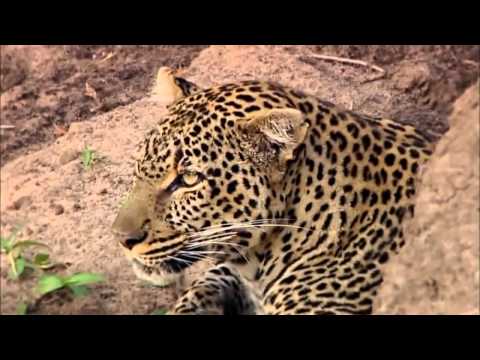 ⁣Revealing the Leopard | Documentary