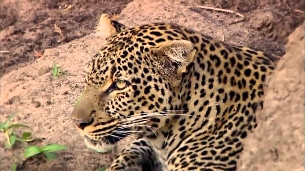 Run Hide be Invisible the Leopard – PBS/NATURE (2010) | Natural History Nature Documentary