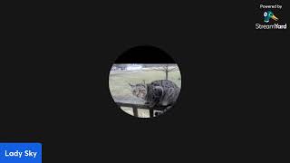 Download Lagu 1st stream of 2026 in streamyards!!! MP3