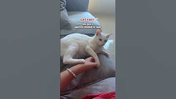 Why Cats Don’t Want to Be Touched Sometimes 😺✨