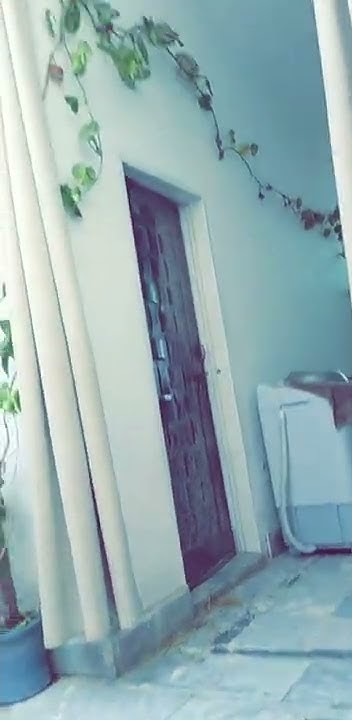 sparrow-making-nest-youtube