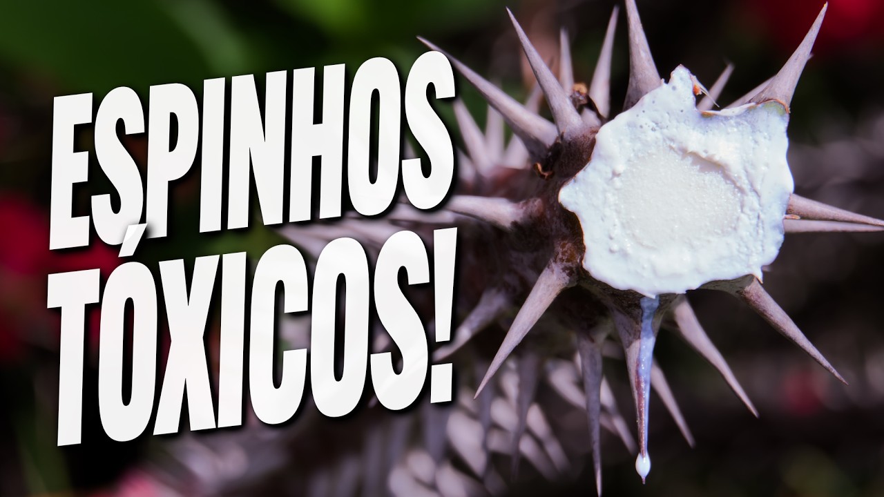 A história da COROA-DE-CRISTO! - Guia da Floresta