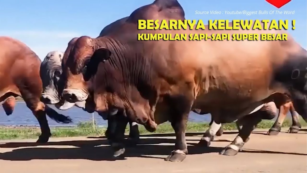 Sapi Tebesar 19 Jenis Sapi Terbesar di Dunia Dengan Bobot Tertinggi 2 Ton, Luar ...