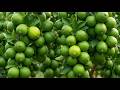 HOW LIME (GREEN LIME) ARE GROWN: From Planting to Harvesting Super Large Green Fruits