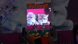 Waktu Acara Petfest 2025 Kemarin Aku Ketemu Dan Adek Nya Si Kedele Woi.