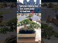 WOOW KREEN, INI DIA SANCANG SUPER DAN ISTIMEWA@mahkotabonsai#shorts#bonsai#viral