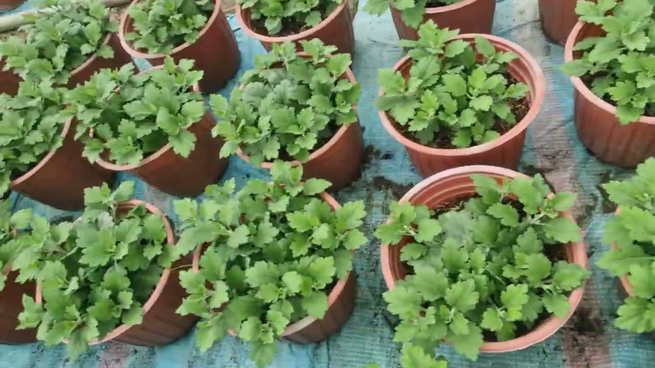 Ngắt cúc mâm xôi hàn cơi cuối.