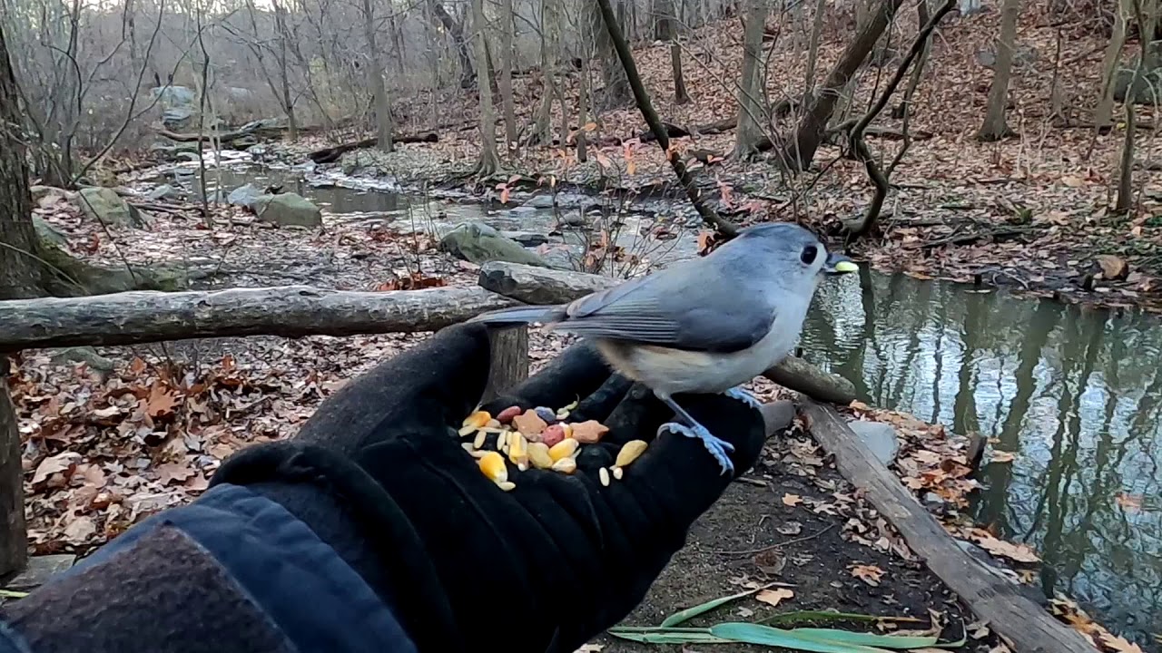 "Lovely Day" Hand Feeding Birds In Central Park YouTube