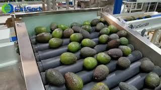 FstSort Rotary avocado grader,avocado grading machine
