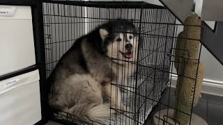 Dog Traps Cat In A Cage What Will Happen??