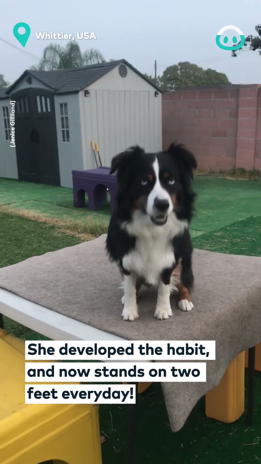 Nosey Neighbour In Dog Form || ViralHog