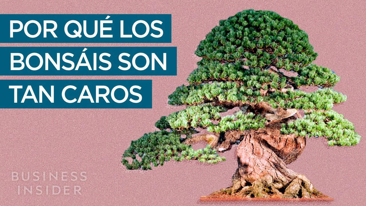 Cuanto cuesta un bonsai