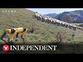 Robot dog herds sheep and carries out other farming tasks